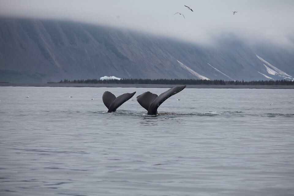 Whales in Alaska